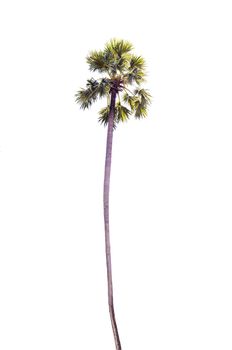 Sugar palm tree isolated on a white background 