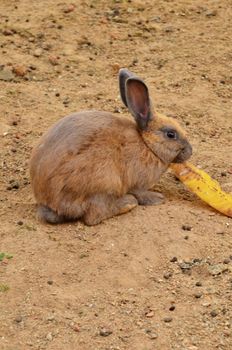 Brown rabbit