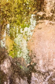 Green moss on old concrete  wall