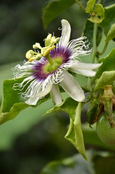 Photography of passion fruit flower on the tree