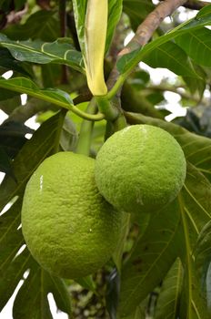 Photography of green bread fruit on the tree
