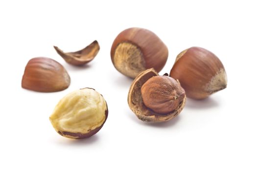 hazelnuts in shell, shell fragments and purified nuclei