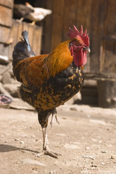 Rooster balancing on one leg in a mountain village, Nepal