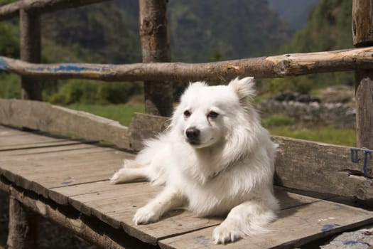White dog lying on a wooden bench in the Himalayan Mountains of Nepal