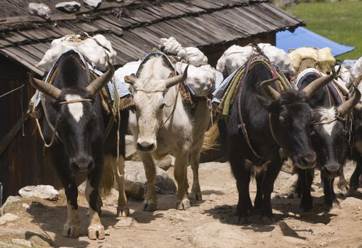 Group of Yaks carrying goods along the route to Everest Base Camp in the Himalayan Mountains of Nepal