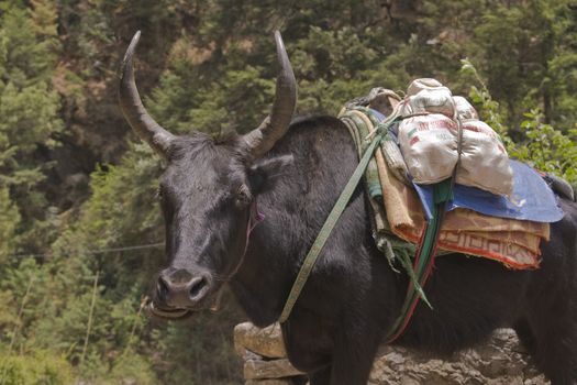 Expressive yak carrying baggage along the trekking route to Everest Base Camp in the Himalayan Mountains of Nepal