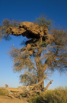 Large communal nest of the sociable weaver bird in the top of a large tree. South Africa.