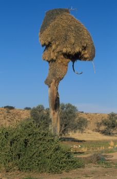 Large communal nest of the sociable weaver bird in the top of a large tree. South Africa.