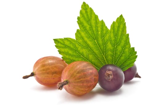 black currants and gooseberries with leaves on a white background