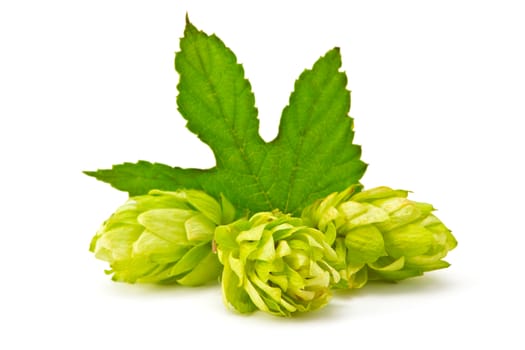 hop cones with green leaf on a white background