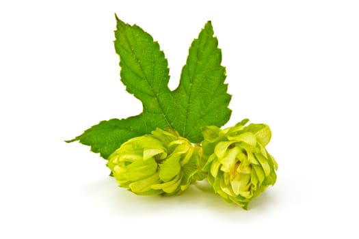 hop cones with green leaf on a white background