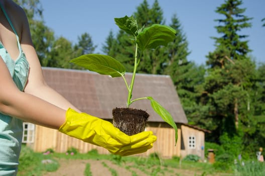 beautiful green leaves eggplant seedling on woman hands with yellow gloves