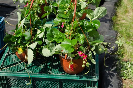 strawberry seedling plants with red blooms and ripe berry in pots sold in agricultural festival.