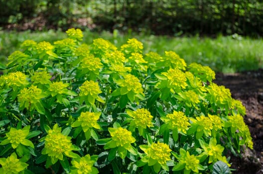 bright green ornamental foliage garden shrub