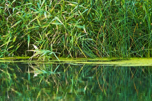 shore of a small river overgrown vegetation