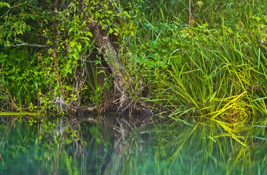 shore of a small river overgrown vegetation