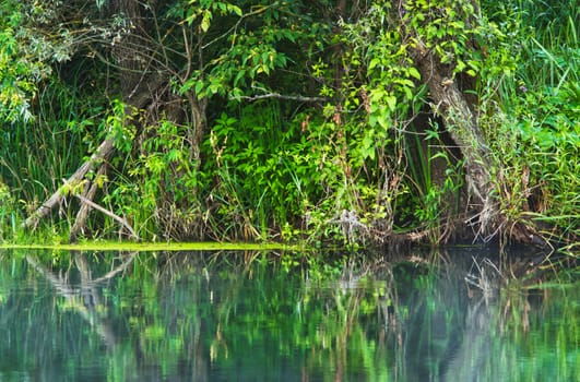 shore of a small river overgrown vegetation