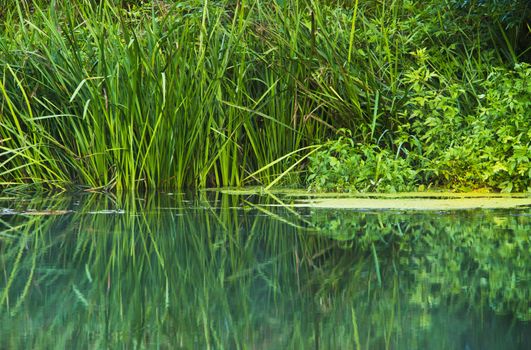 shore of a small river overgrown vegetation