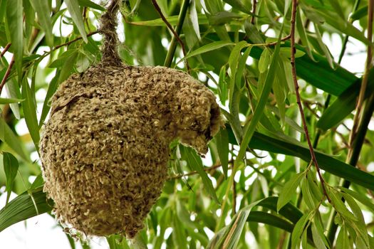 the unusual bird nest Remez pendulinus, hanging on a thin branch of willow