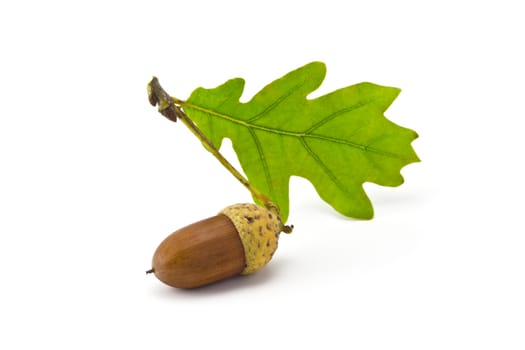 one acorn and oak leaf isolated on white background