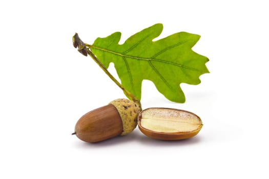 one acorn and oak leaf isolated on white background