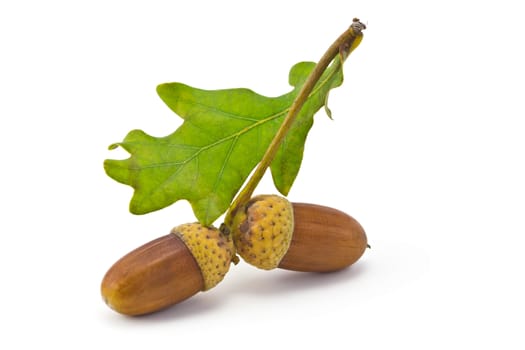 two acorns and oak leaf isolated on white background