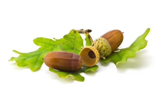 two acorns and oak leaf isolated on white background