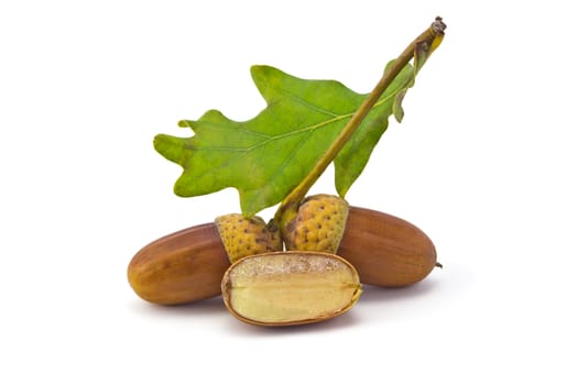 two acorns and oak leaf isolated on white background