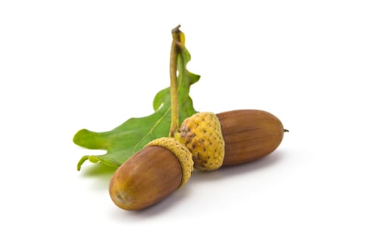 two acorns and oak leaf isolated on white background