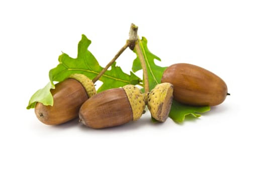 three acorns and oak leaf isolated on white background