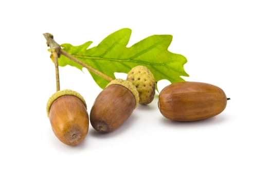 three acorns and oak leaf isolated on white background