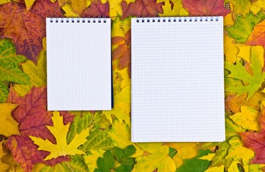 white paper for text on a colorful background of autumn leaves