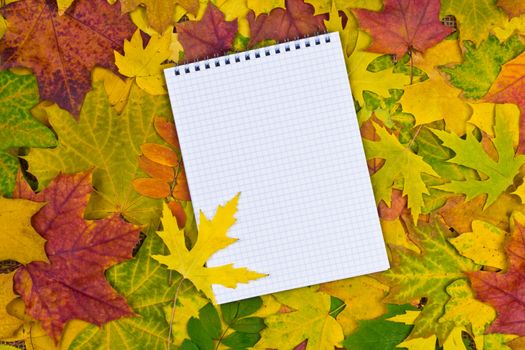 white paper for text on a colorful background of autumn leaves