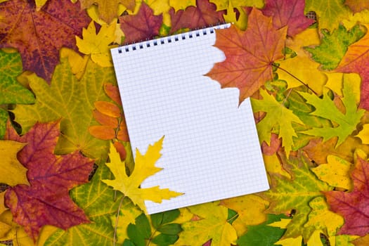 white paper for text on a colorful background of autumn leaves