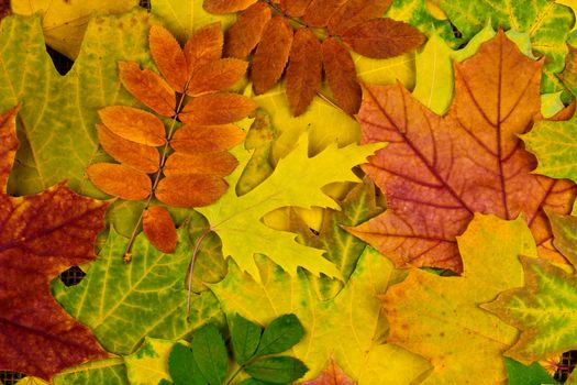 A lot of colorful autumn leaves for background