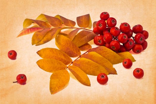 berries rowan and autumn leaves on a colored background