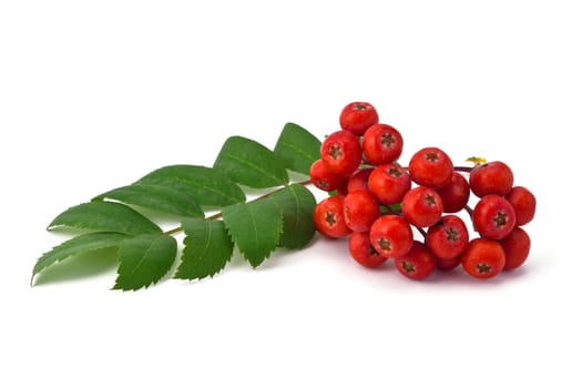 berries and green leaves of rowan on a white background