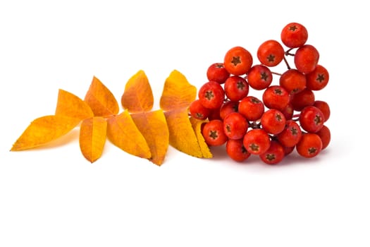 berries rowan and autumn leaves on a white background