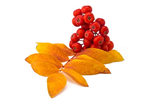 berries rowan and autumn leaves on a white background