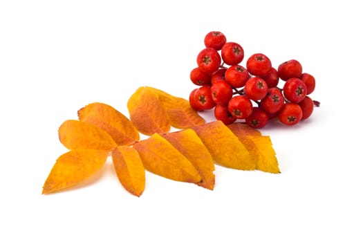 berries rowan and autumn leaves on a white background