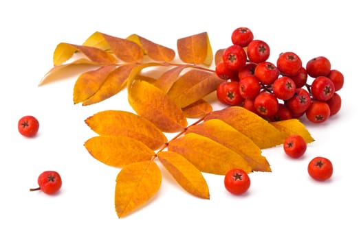 berries rowan and autumn leaves on a white background