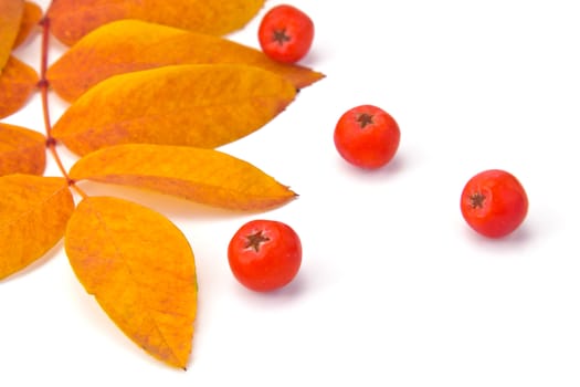 berries rowan and autumn leaves on a white background