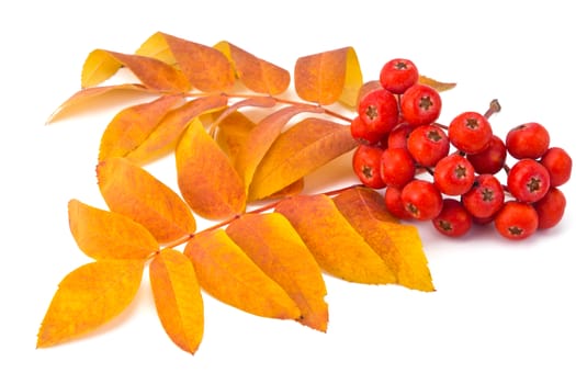 berries rowan and autumn leaves on a white background