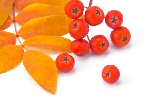 berries rowan and autumn leaves on a white background