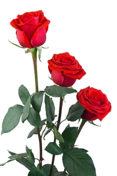 three red rose on a white background
