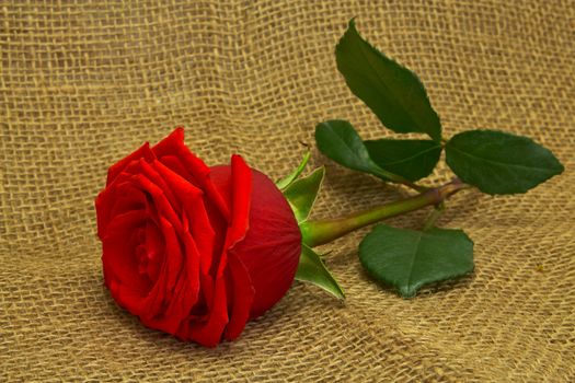 beautiful red rose on a background of rough cloth