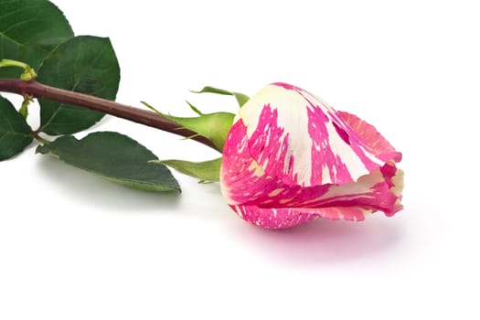 red white rose on a white background