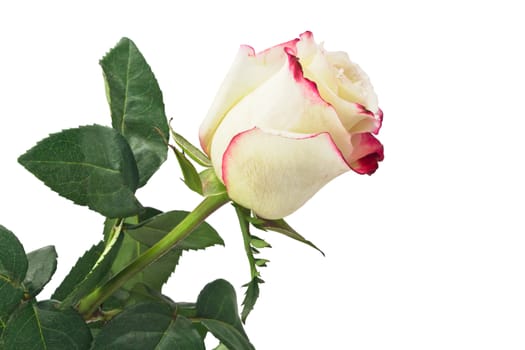 red white rose on a white background