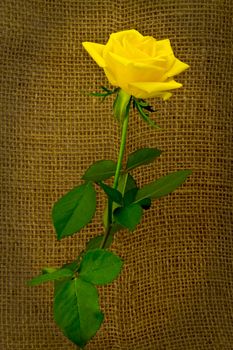 Beautiful yellow rose on a background of rough cloth