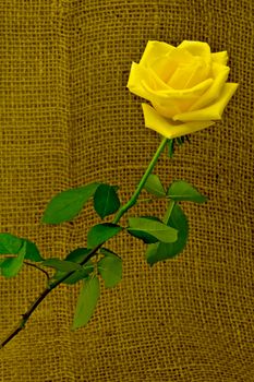 Beautiful yellow rose on a background of rough cloth